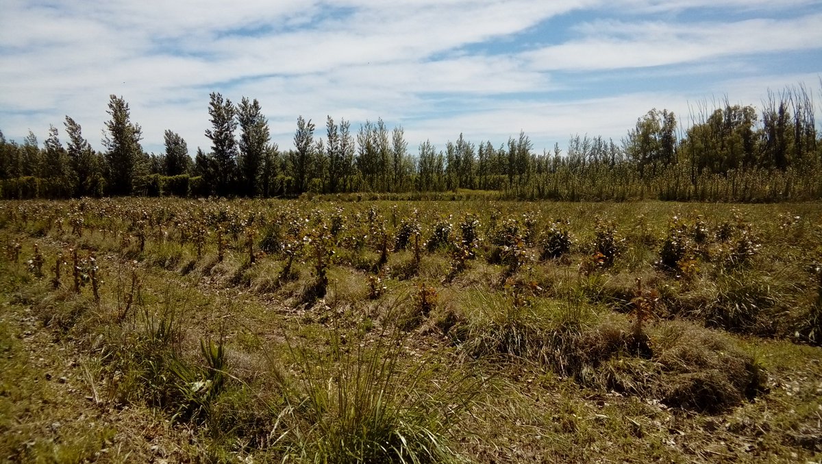 ipsVIIba's tweet photo. We are in INTA Alto Valle, visiting stoolbeds
#IPSVII #PoplarSymposium #Patagonia #IUFRO https://t.co/nYkV3iVb1a