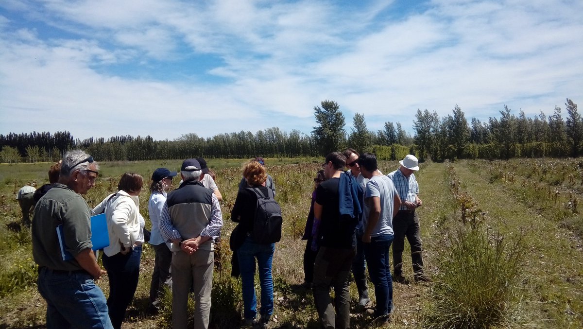 ipsVIIba's tweet photo. We are in INTA Alto Valle, visiting stoolbeds
#IPSVII #PoplarSymposium #Patagonia #IUFRO https://t.co/nYkV3iVb1a