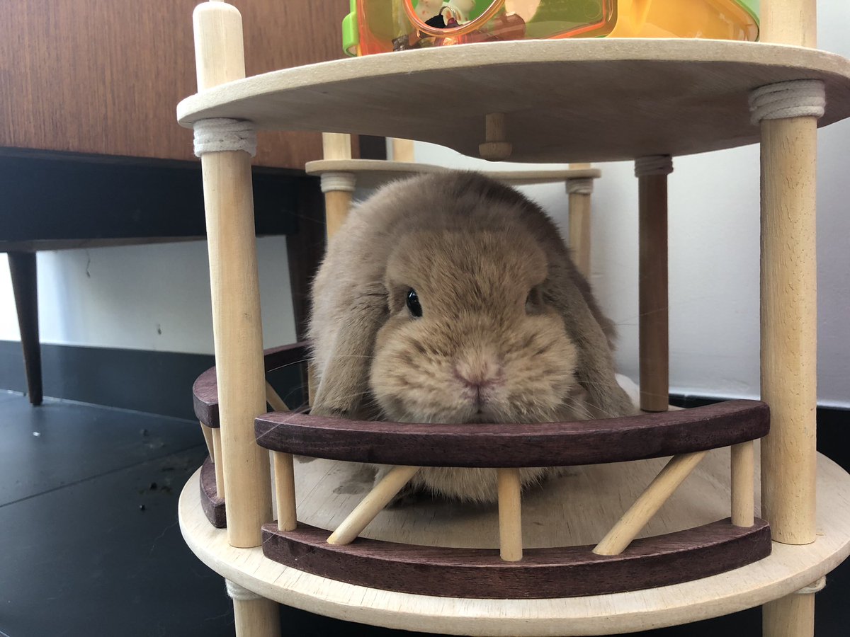 Smarty_Rabbit's tweet photo. I am on safari. In Fulham. #SmartyRabbit https://t.co/UP3cGzLeTl