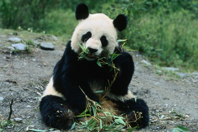 動物の習性図鑑 パンダはマイペース パンダの1日のスケジュールはのんびりしていて超マイペースです ちなみにエネルギーの消費の関係でこのようなスケジュールなんです 1日の50 は笹を食べている 1日の45 は寝ている 残りの5 で周辺をうろうろ