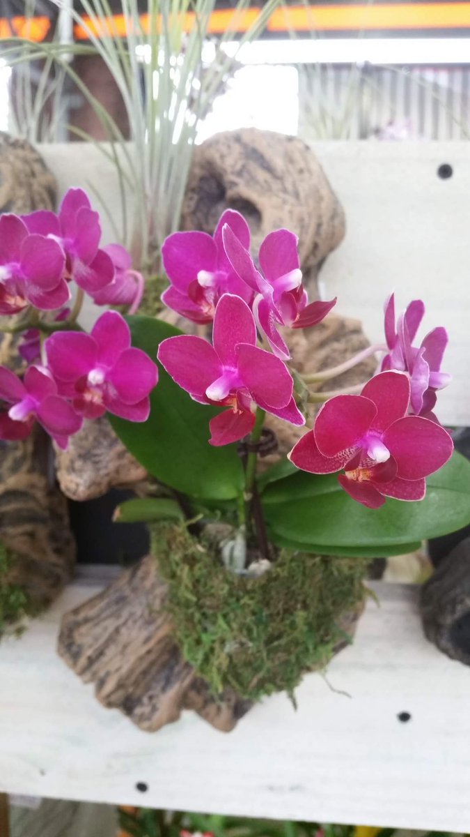 pinatasbyedith's tweet photo. #orchids #prettyorchids https://t.co/FwMF0uFIUZ
