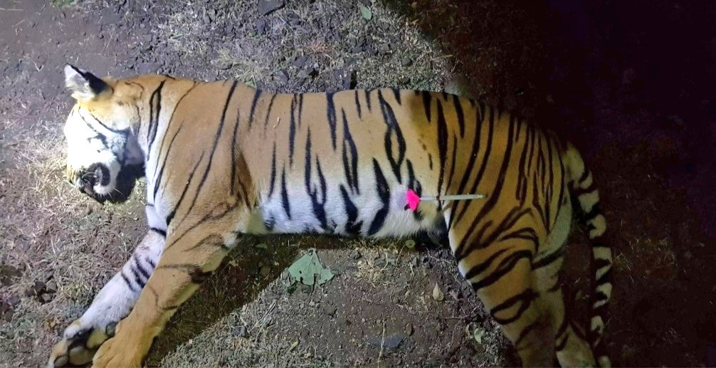 RanjitVDeshmukh's tweet photo. The #postmortem and #lastrites of T1 #Avnithetigress from Pandharkawda #Maharashtra #India was performed at #Gorewada #rescue #Centre #Nagpur Avni the man eater #tigress was #shot #dead yesterday night
@timesofindia 
@TOI_Nagpur 
@SunilWarrier1 
@wordsmith01 
@TOIPhotogallery https://t.co/PedLFkH9EN