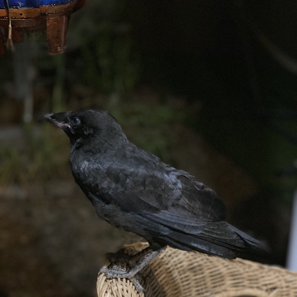 TheMotleyGeek's tweet photo. Does it mean something sinister when a crow wonβt leave your yard?
#sinister #suspicious #crow #evilomen #timetokillacrow #justkidding https://t.co/UYpVwq3Bfk