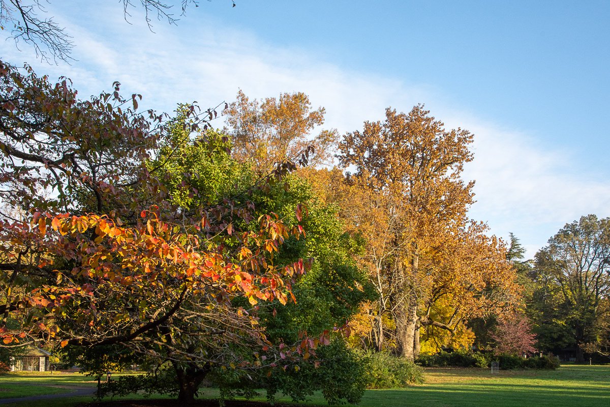 natlands's tweet photo. We are living for the gorgeous fall color at Stoneleigh: a natural garden. Photo: Scott Beadenkopf #stoneleigh #garden #mainline #fallbloom #peakcolor #fall https://t.co/FTKnvsN0oT