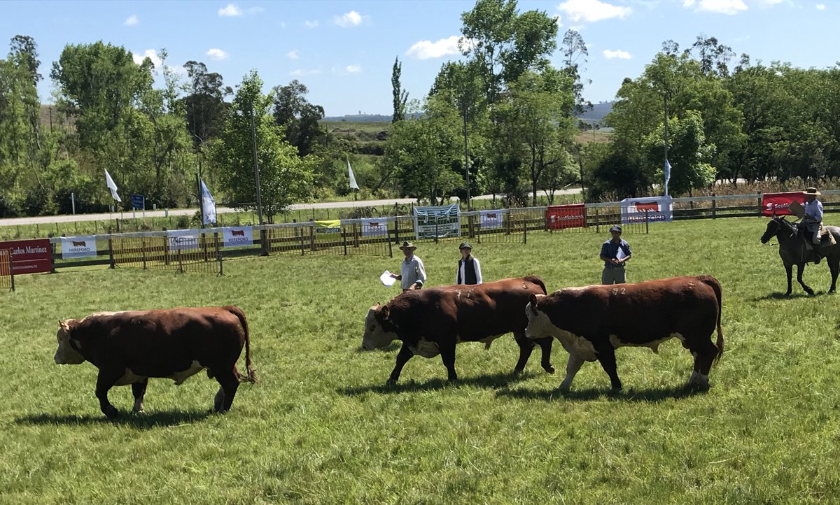 Continúa la jura <a href="/hereforduy/">HEREFORD URUGUAY</a> en Expo Minas 2018 en un día espectacular 👍🏼
Jurado Bernardo Nadal
Secretaria Pilar Shaw