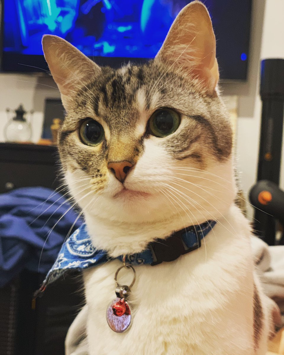 What’cha lookin’ at?!

#ToughChweong #catsoftwitter #cat #caturday