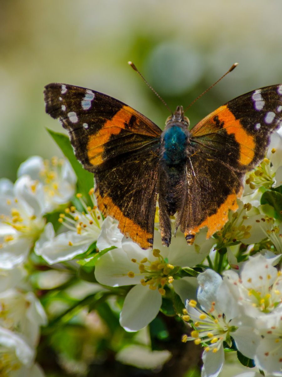 mobotgarden's tweet image. A single tree can support hundreds of other species. discoverandshare.org/2018/11/01/but… 
#TreeWeek