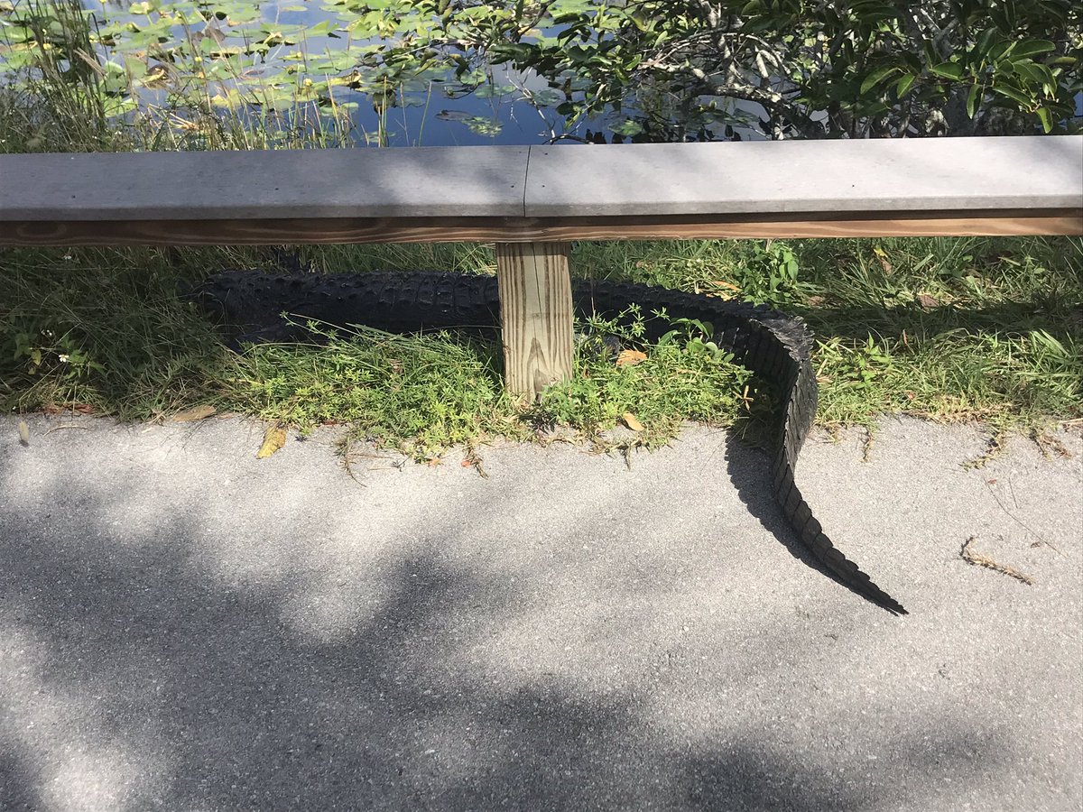 SwampAndSea's tweet photo. Big boy out on the trail this morning. #watchyourstep https://t.co/02AMyC9O7c