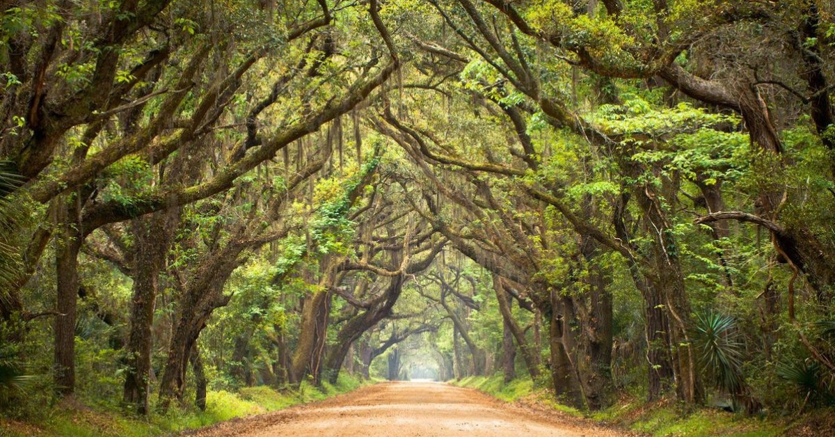 Roadtrippers's tweet image. Botany Bay is home to one of the dreamiest scenic drives in all of America ow.ly/YFE130msEIu