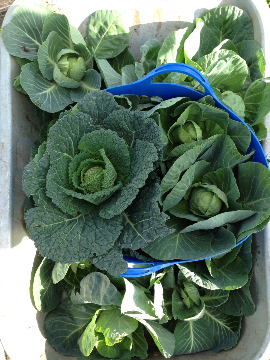 The great Abbey Gardens cabbage harvest! Shared between the day's volunteers and plenty left over for the honesty stall so come along, take one, leave a donation. #communitygarden #localfood #newham #urbangrowing #eatyourgreens