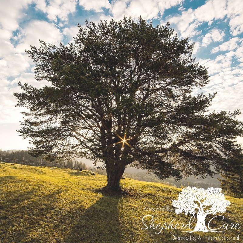Adoption by Shepherd Care is Hague accredited and fully licensed to provide services to families adopting internationally. For more information please visit buff.ly/2CV8FzM. #AdoptionByShepherdCare #Adoption