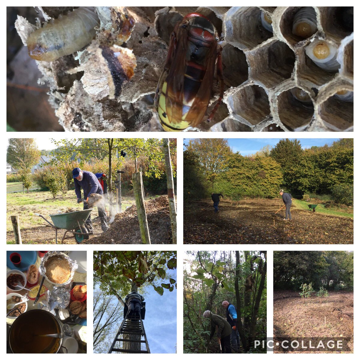 LageVaart's tweet photo. #Hoornaarsnest verwijderd uit een #uilenkast. Schors rondom de #kruidentuin. Gesnoeid. #Zwerfafval geruimd. Breder #struinpad gemaakt in #vlindertuin. En toen was er..... gluhwein, pompoenensoep, pannenkoeken, toastjes, wijntje en dat allemaal in een heerlijk najaarszonnetje! https://t.co/SwMsKZqpzx