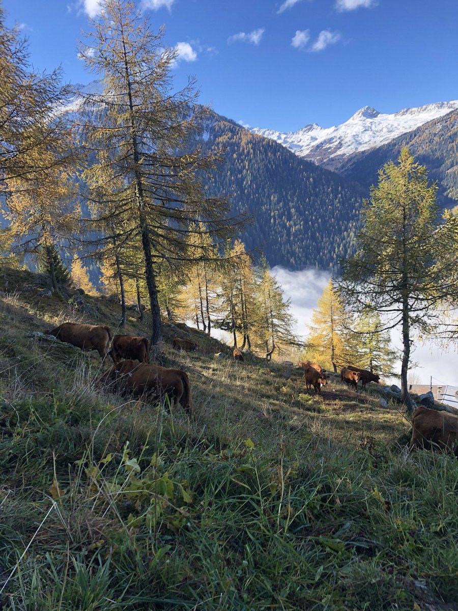 OreeDesCimes's tweet photo. La #Vanoise par une belle journée d’automne en novembre... https://t.co/xBT73p7LFQ