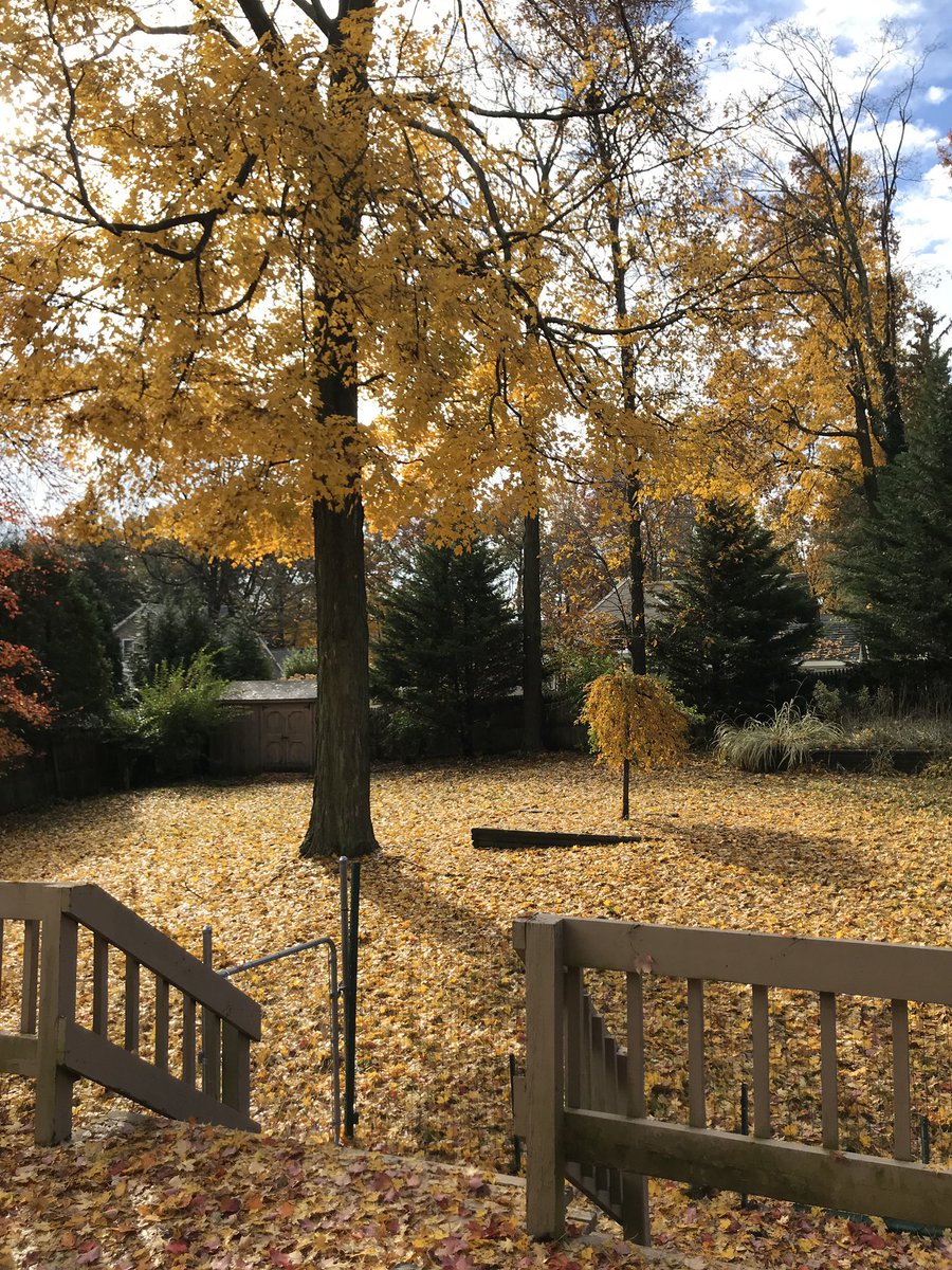 1lolamarina's tweet photo. My new home! #wherethetreesare https://t.co/CqalboR13D