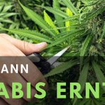 Image for the Tweet beginning: Wie und wann Cannabis Pflanzen