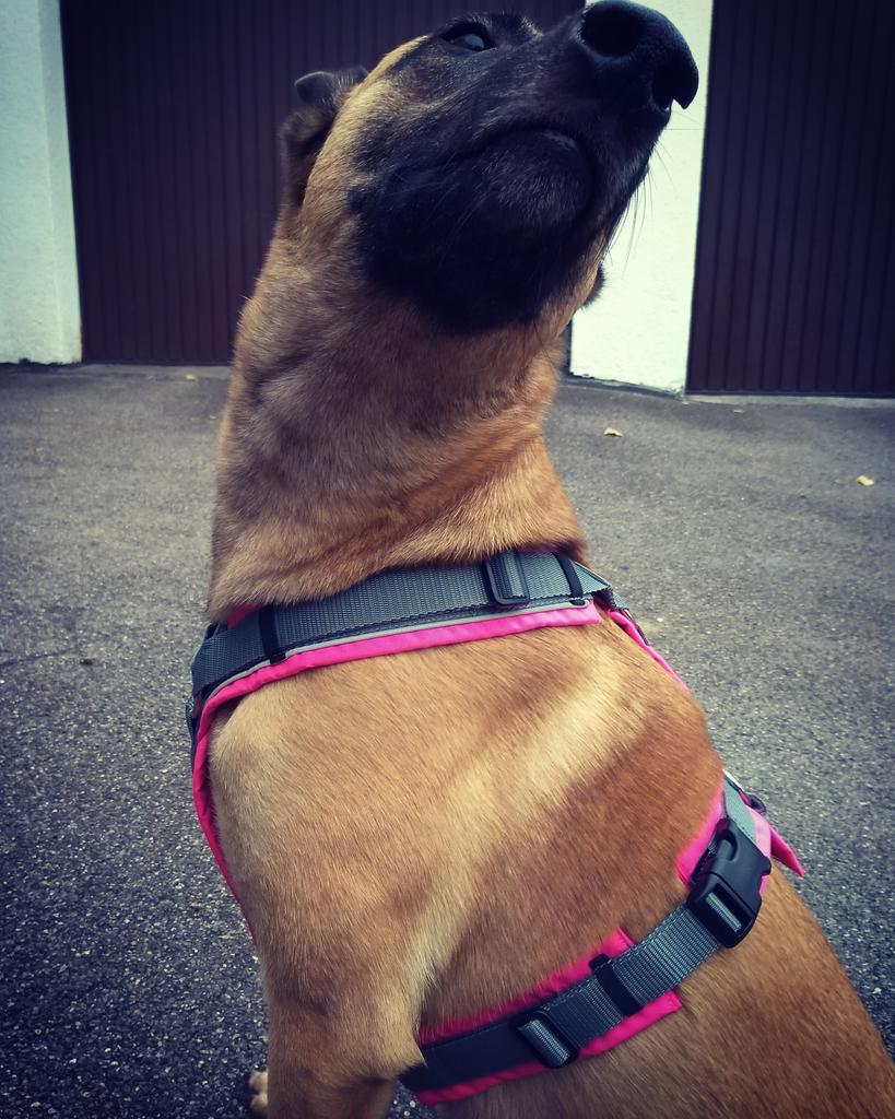 annyx dog harness