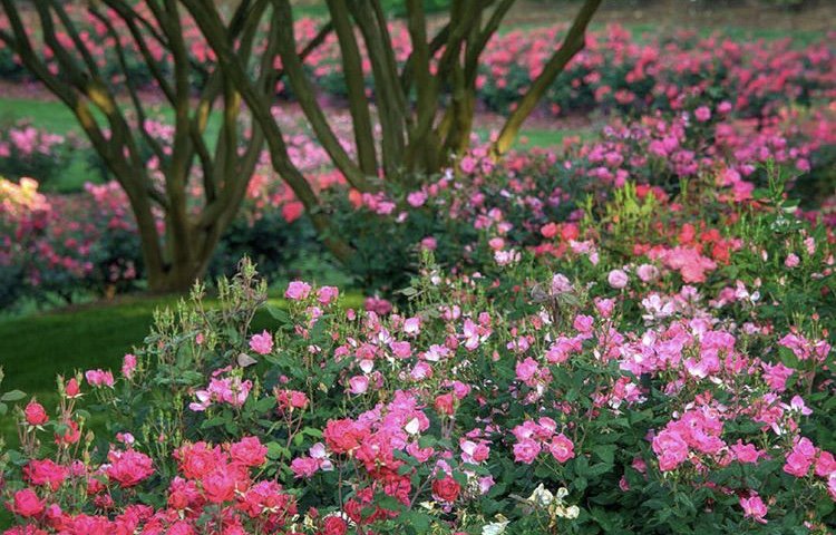 gibbslandscape's tweet image. You should be planting your hydrangeas, daylilies, and roses now. Fall is the premiere time to design and plant your garden. #landscapetips #gardens #fall