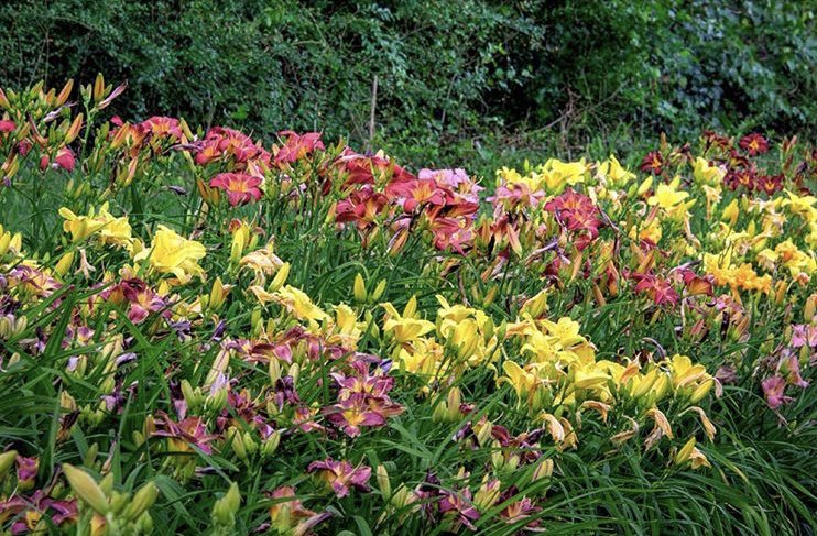 gibbslandscape's tweet image. You should be planting your hydrangeas, daylilies, and roses now. Fall is the premiere time to design and plant your garden. #landscapetips #gardens #fall
