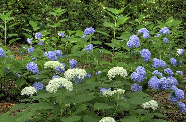 gibbslandscape's tweet image. You should be planting your hydrangeas, daylilies, and roses now. Fall is the premiere time to design and plant your garden. #landscapetips #gardens #fall