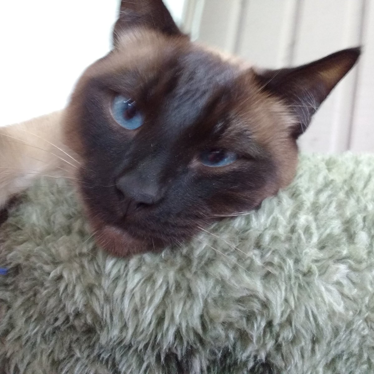 bookpusher72's tweet photo. Missing my boy @Linuslovecat and his morning kisses. Oh, yours too @misterich https://t.co/NMZD4jvOgw