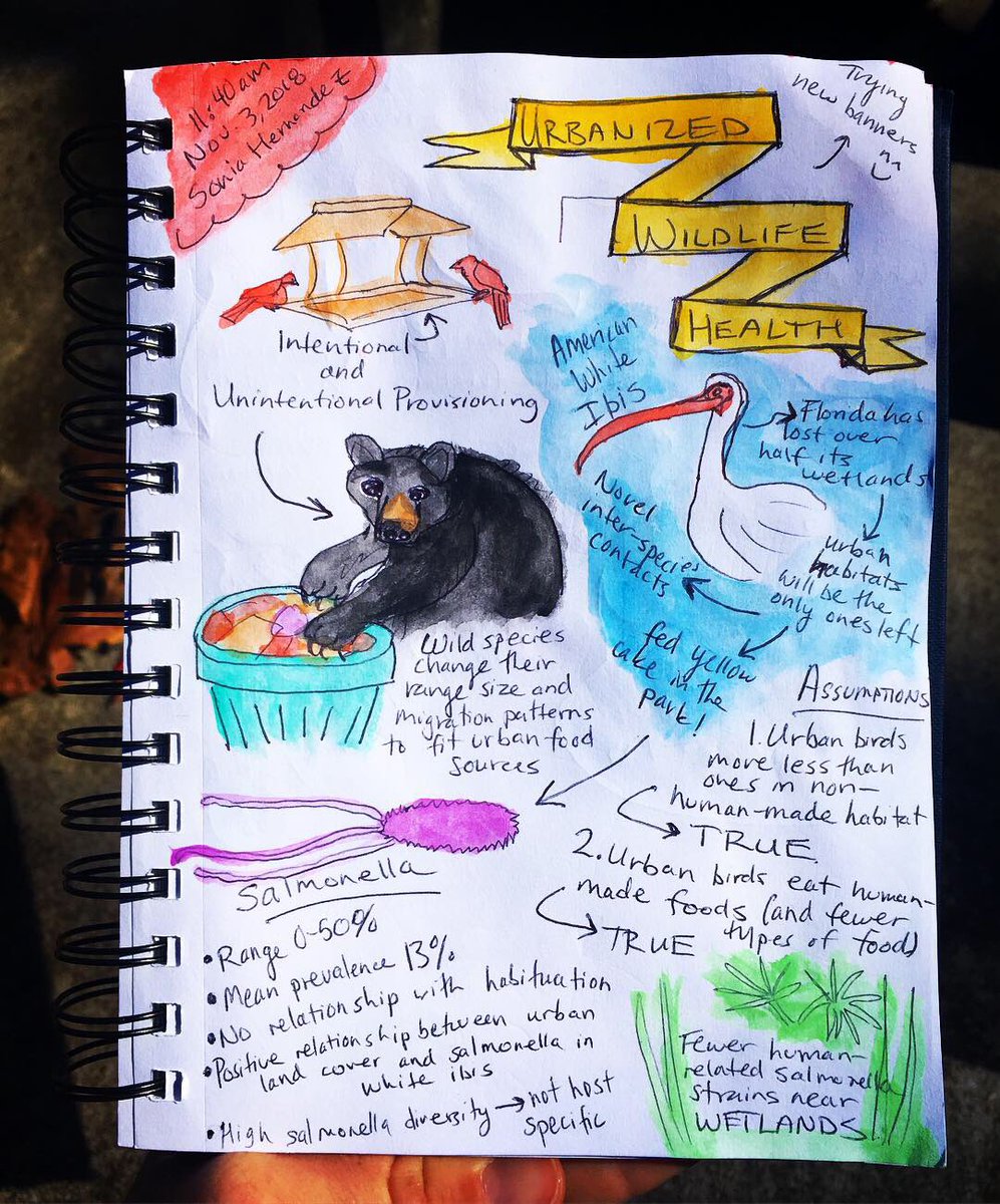 NinaFinley's tweet photo. American white ibis and the big city! #Wetlands, #salmonella, the bird #microbiome. You saw it here first: Urbanized Wildlife Health by Dr. Sonia Hernandez.

#OneHealth #scicomm #sciart #sketchnotes @UGAWarnell @ugavet @UGAPreVetClub @WildlifeDisease https://t.co/UrTx07lb23