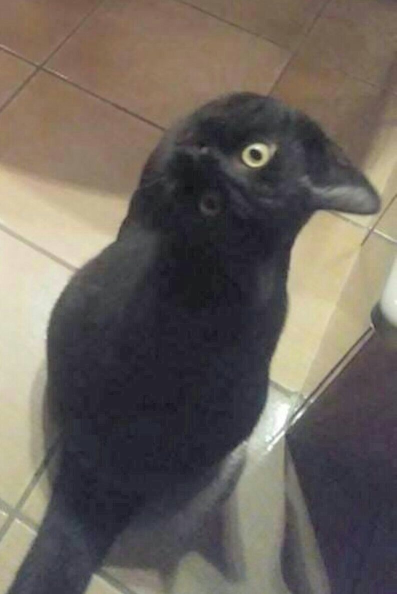 riscosdev's tweet image. Esto es lo que sucede cuando elige el nivel de exposición / gamma incorrecto para su imagen. #gato #cuervo