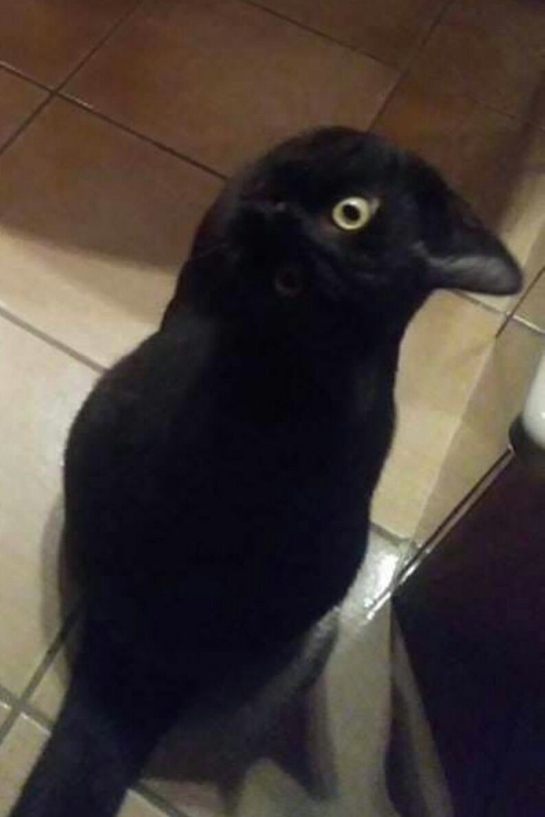 riscosdev's tweet image. Esto es lo que sucede cuando elige el nivel de exposición / gamma incorrecto para su imagen. #gato #cuervo