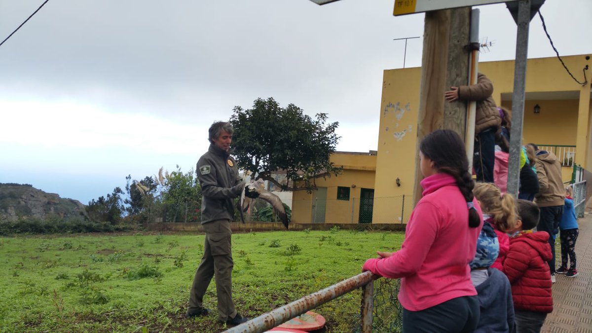 UMEN_SC's tweet image. Campaña de recogida de #Pardelas Cenicienta, especie #protegida.
El objetivo es recoger los ejemplares que sufran heridas en sus primeros vuelos desde octubre a diciembre.
La gestión se presta por los Agentes del Medio Natural #protección #sensibilización #ayúdanos #SantaCruz