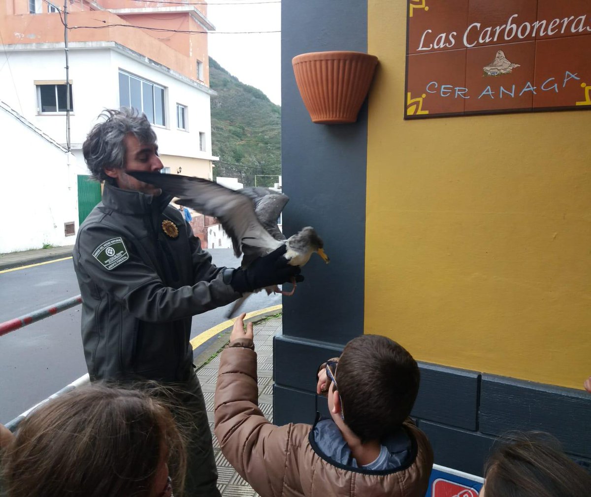 UMEN_SC's tweet image. Campaña de recogida de #Pardelas Cenicienta, especie #protegida.
El objetivo es recoger los ejemplares que sufran heridas en sus primeros vuelos desde octubre a diciembre.
La gestión se presta por los Agentes del Medio Natural #protección #sensibilización #ayúdanos #SantaCruz