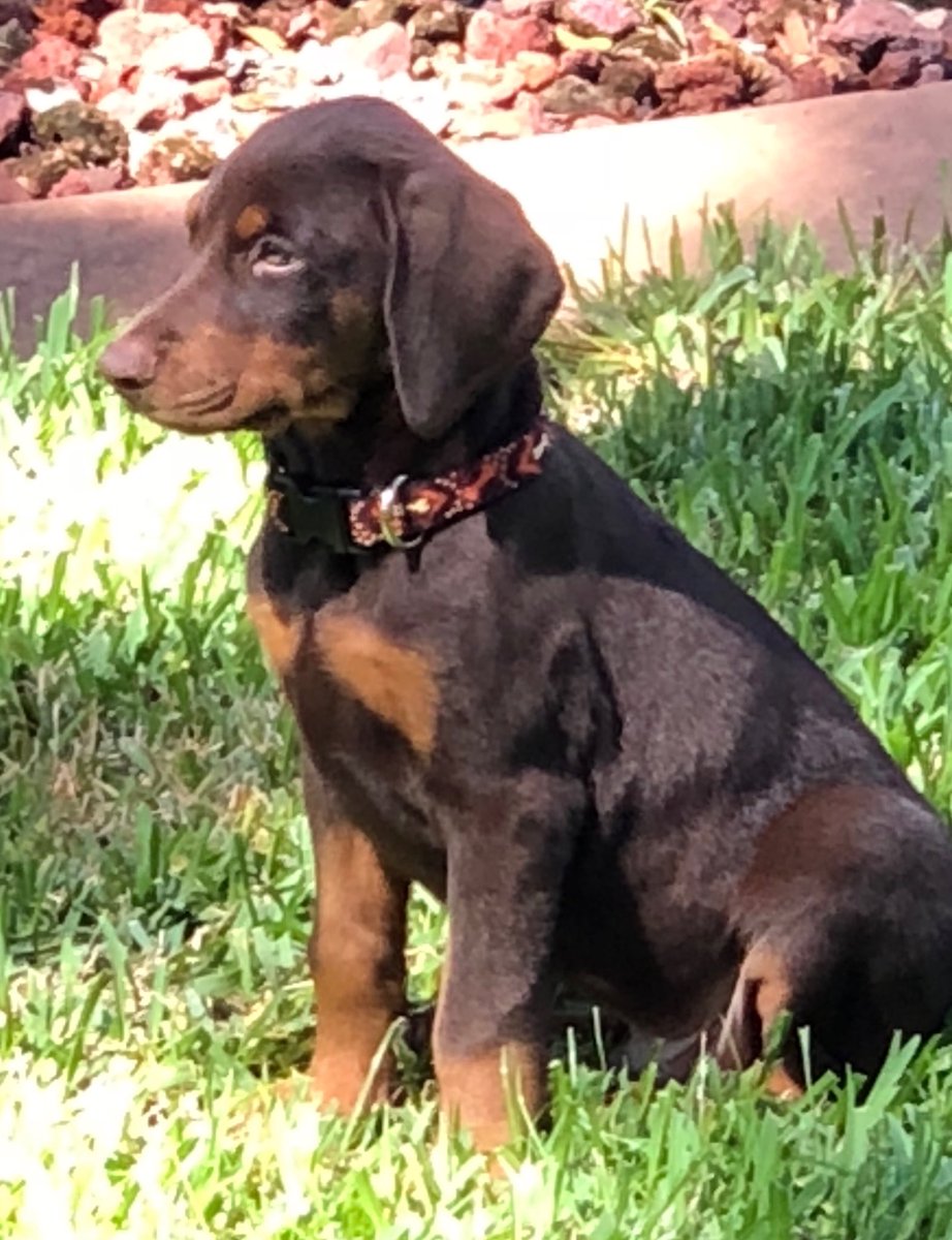 New member of the fam! Meet Puck!