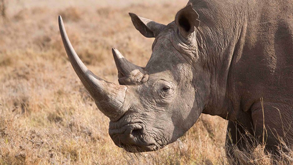 facts_daily7's tweet photo. Rhino horn is made of keratin, the same material as our fingernails. https://t.co/Uffv3XlpDQ