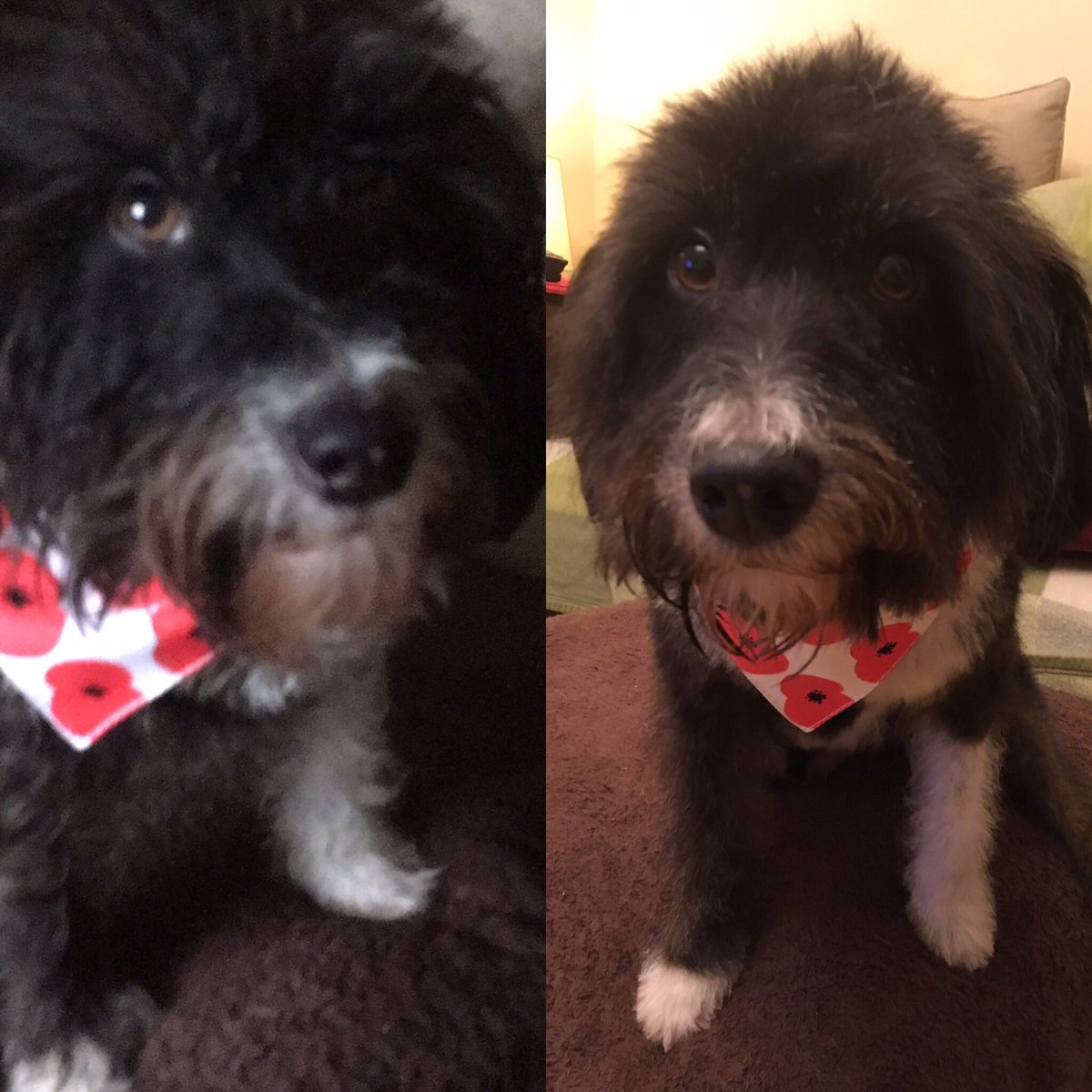 barkleybeccles's tweet photo. It only took an hour and I went from scruff to buff, Helen at #thegroomoomevesham works wonders #smellsfresh #looksgreat https://t.co/8dv56fRajZ