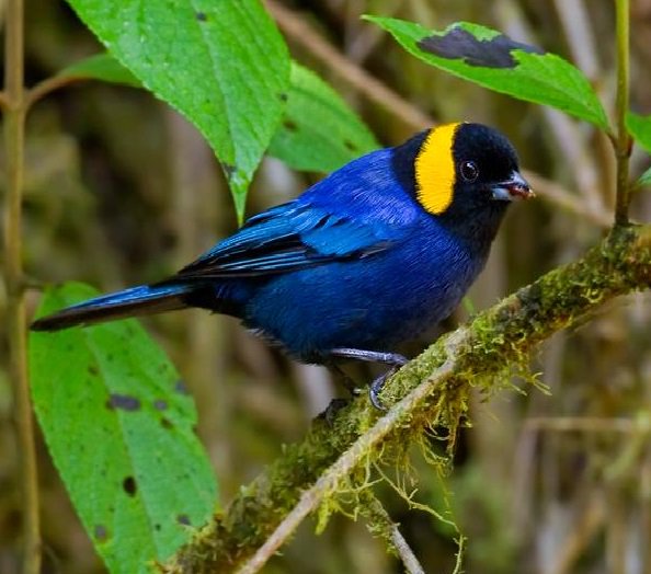 worldbirds32's tweet photo. Yellow-scarfed Tanager (Iridosornis reinhardti) #painting #art https://t.co/shW8kPEkpx