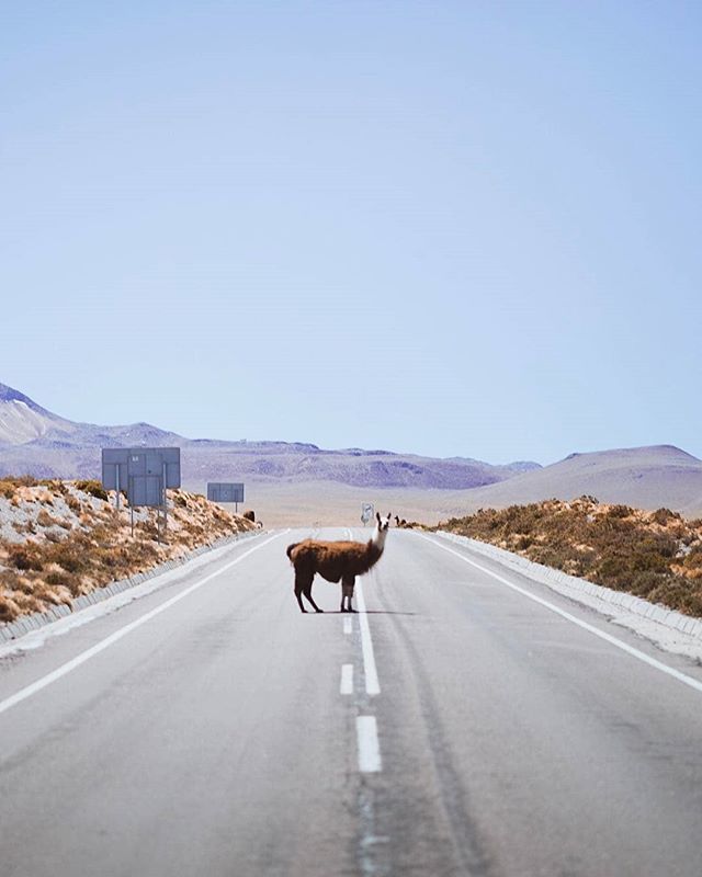 Beautiful_Chile's tweet photo. A fluffy Chilean friend posing beautifully in the middle of the road for a good shot.
.
Un peludo amigo chileno posando graciosamente en el medio del camino para una gran foto.
.
📷 @hikingastronauts
.
.
#chile #travel #traveling #travelphotography #l… https://t.co/wPNbiG6Lln https://t.co/U6oPDxQsBg