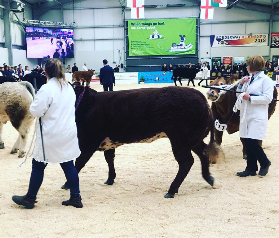 BroganCranfield's tweet photo. Borderway Agri Expo #borderwayagriexpo #agriexpo #commercialbeef #limousin #heifer #harrisonandhetherington #carlisle https://t.co/oHUQ5Vqjva