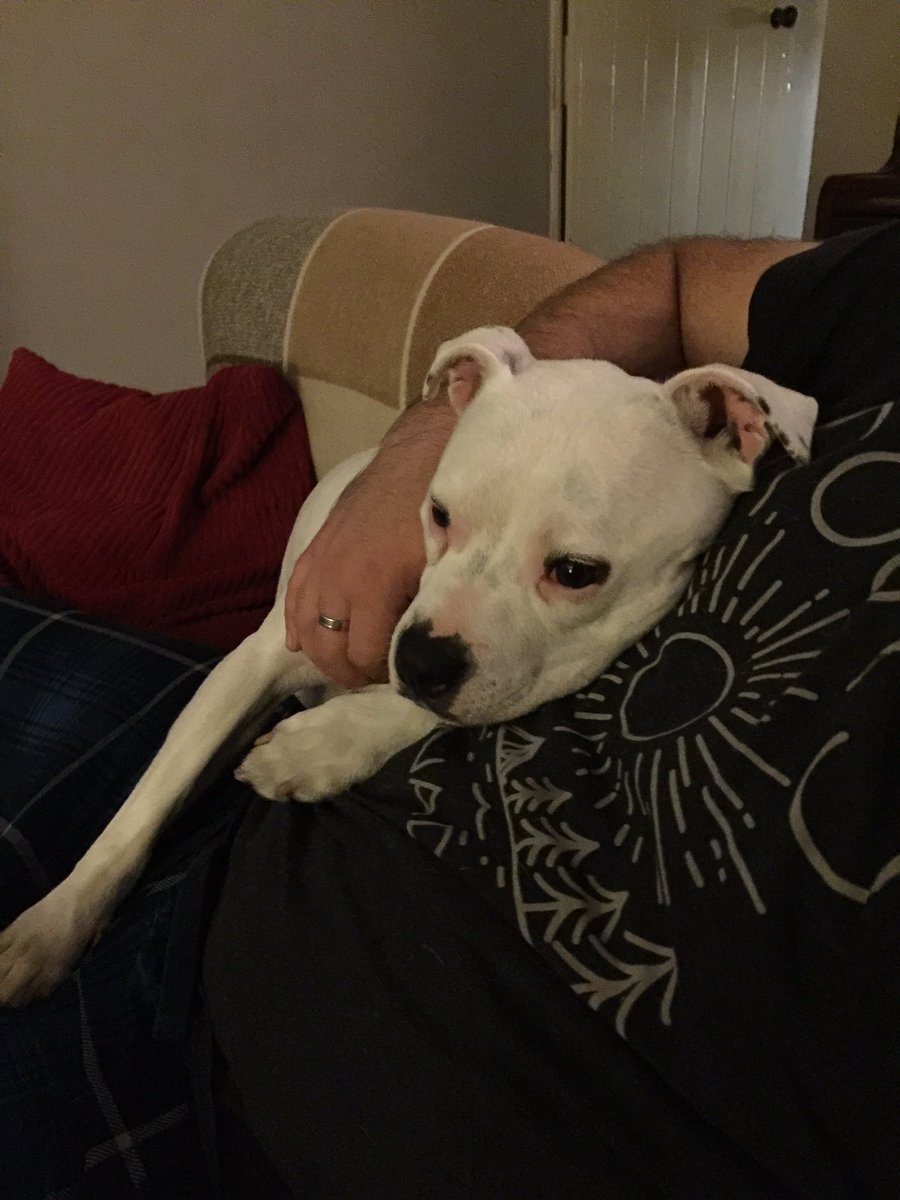 SummerTheStaffie tweet media
