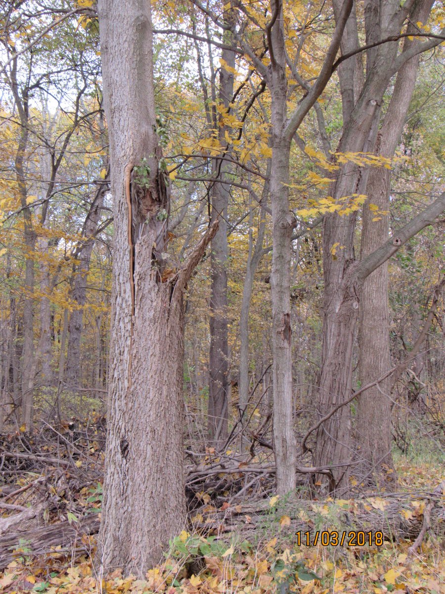 borgr9's tweet image. Walking in the woods today, noticed what looked like a human face on the tree. Outer shell of the tree is just coming out.  The location for the face is far above the ground. I looked closely and it seems natural to me. @AMAZlNGNATURE @l_love_nature @EnjoyNature @Lovelynatures