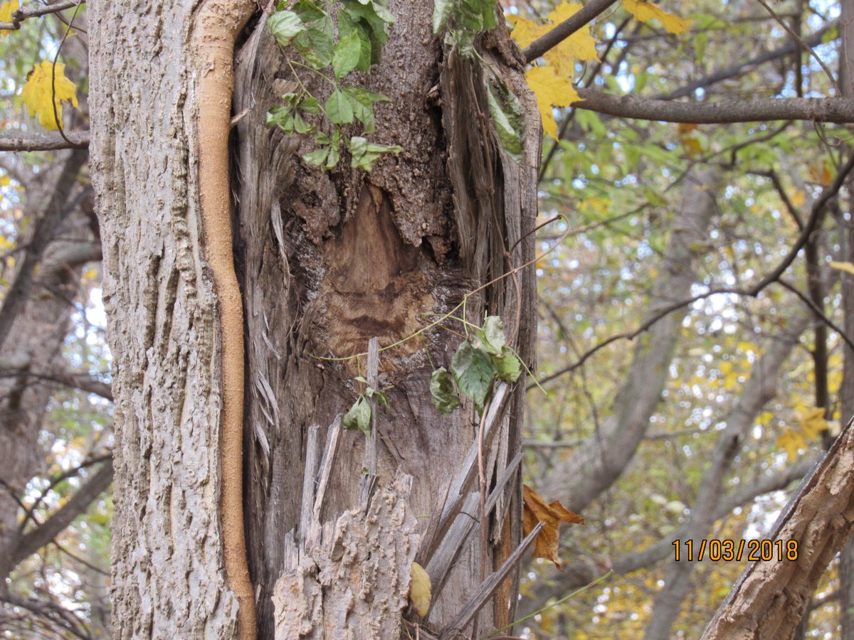 borgr9's tweet image. Walking in the woods today, noticed what looked like a human face on the tree. Outer shell of the tree is just coming out.  The location for the face is far above the ground. I looked closely and it seems natural to me. @AMAZlNGNATURE @l_love_nature @EnjoyNature @Lovelynatures