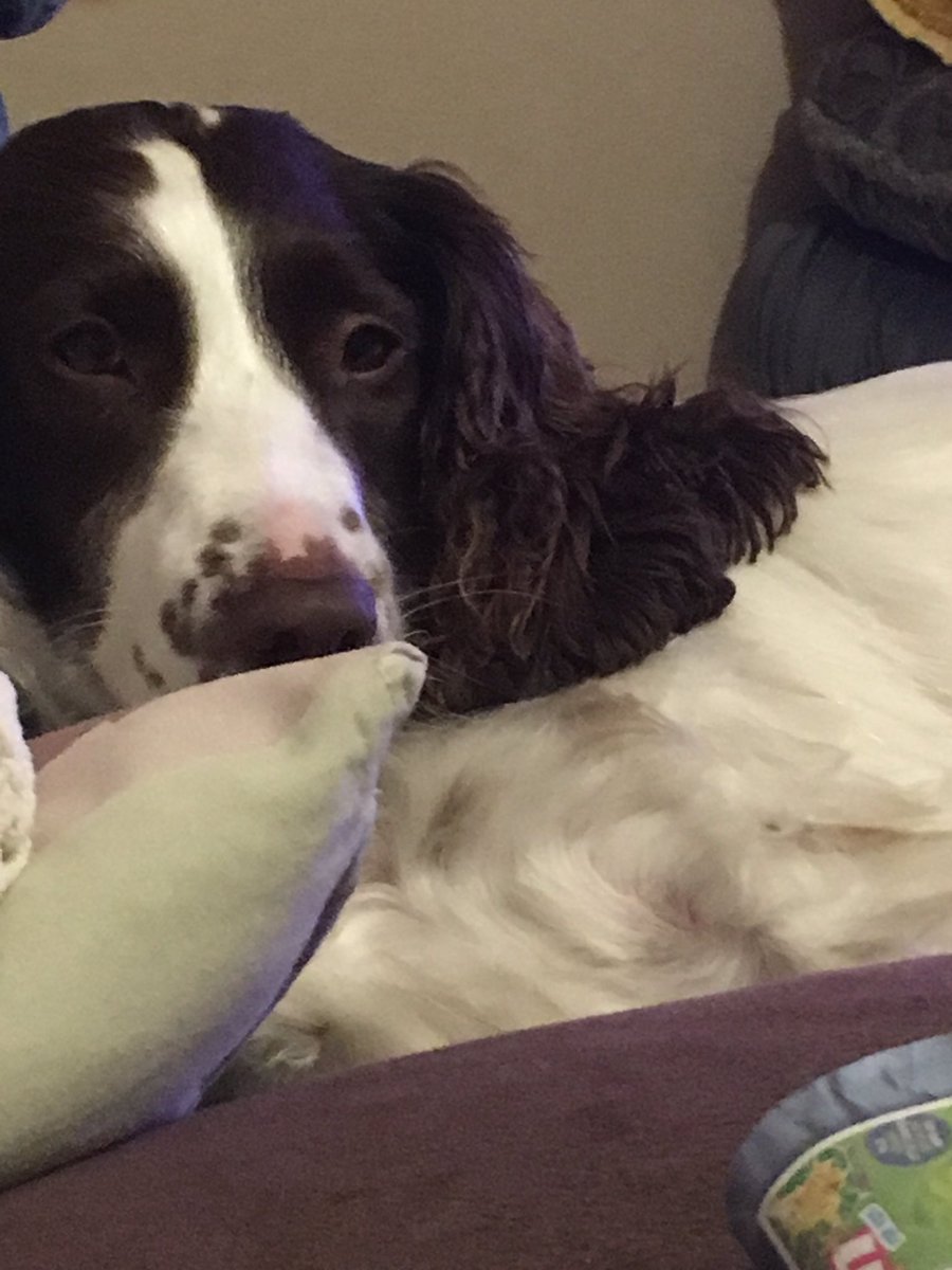BeccaHodg's tweet photo. No barking at fireworks tonight! One chilled out dog tonight thanks to @Petremedy1 would recommend to anyone! @Lanesvets #bonfirenight #fireworks #poorpets https://t.co/mBhbO424qx