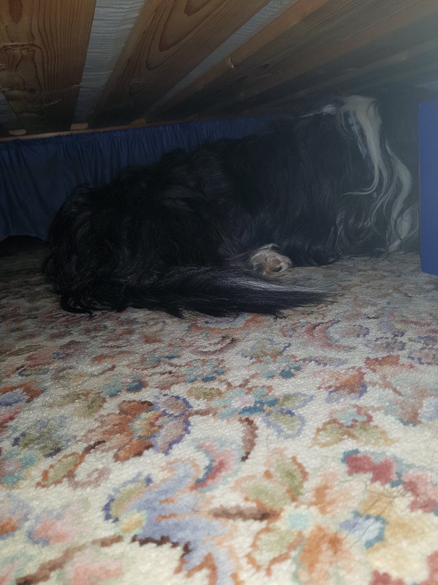 fifibb92's tweet image. 1 asleep the other hiding from the fireworks. Poor boys. #Hate #fireworksnight 😥