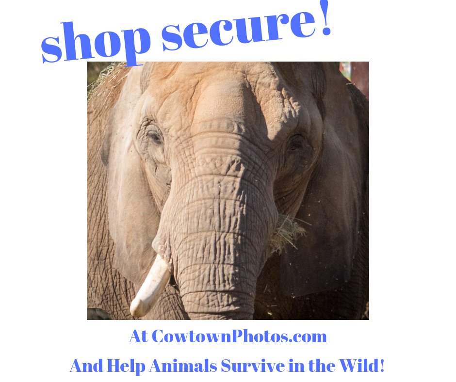 CowTownPhotos's tweet photo. Special! #ShopSecure online October 28- November 11, 2018 and the charitable portion of your purchase will go to benefit the International Anti-Poaching Foundation @IAPF and their works to #HelpAnimalsSurvive in Africa! For more info visit https://t.co/gFTzkHiOhn! #Charity https://t.co/FWSbHvs9NY