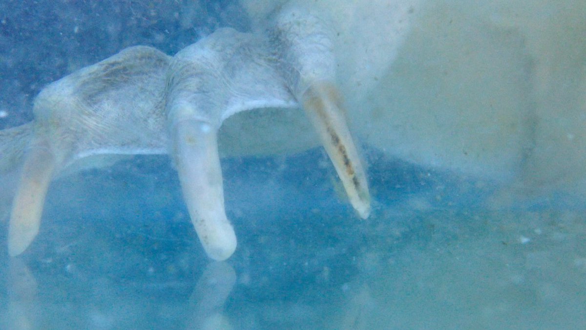Is care an interspecies issue? 🐾

Chuffed to be part of <a href="/mint_works/">Mintworks</a> GHOST @Guest_Projects tomorrow! It's our second event with <a href="/aminaux_group/">Political Animal</a> and this time features work by <a href="/kathrynashill/">Dr Kathryn Ashill</a>, Sonia Levy, Hermione Spriggs &amp; Laura Cooper. Free, all welcome! 

facebook.com/events/2087855…