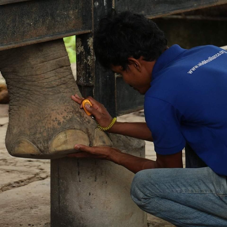 We joke about Chhouk getting a foot massage or pedicure when he undergoes his daily positive reinforcement training.
#positivereinforcementtraining #asianelephant #pedicure #footmassage #healthcheck #phnomtamaao #elephantkeeper