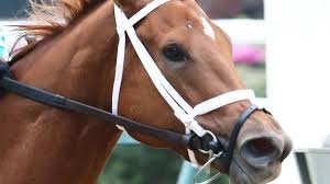 pribeloch's tweet image. Very impressive superstar MONOMOY GIRL  reminding she only lost ONCE by a neck, not counting the DQ she would've been 11-10-1-0 😱 #MonomoyGirl #BreedersCup2018 #BCDistaff