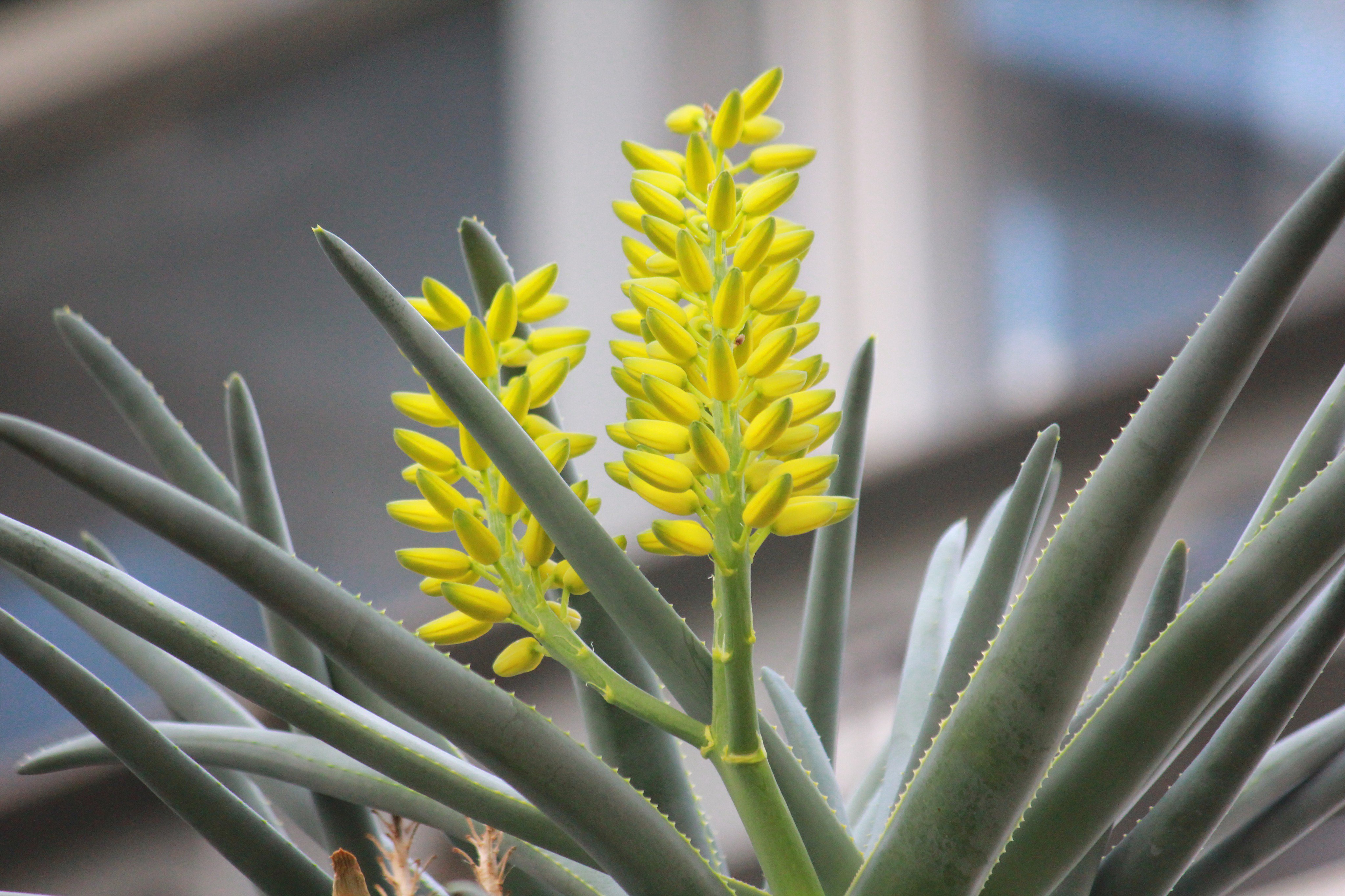 咲くやこの花館 乾燥地植物室にて アロエ ディコトマ ラモシッシマ が開花中 綺麗な黄色のお花を咲かせています 高い位置に咲いているので 少し見えにくいですが見上げて探してみてくださいね アロエ ディコトマ アロエ ラモシッシマ 交雑種