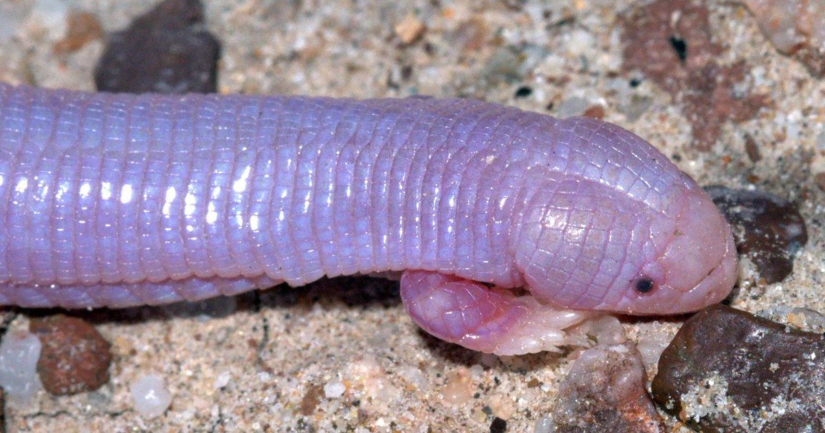 HERPMX's tweet photo. Not sure it gets much more bizarre than the Five-Toed Mole #Lizard (#Bipes biporus). Which, of course, isn't a lizard at all, but an #amphisbaenian.  More on these in our latest trip report: https://t.co/stZ36WveOM https://t.co/uYW6kHh8nj