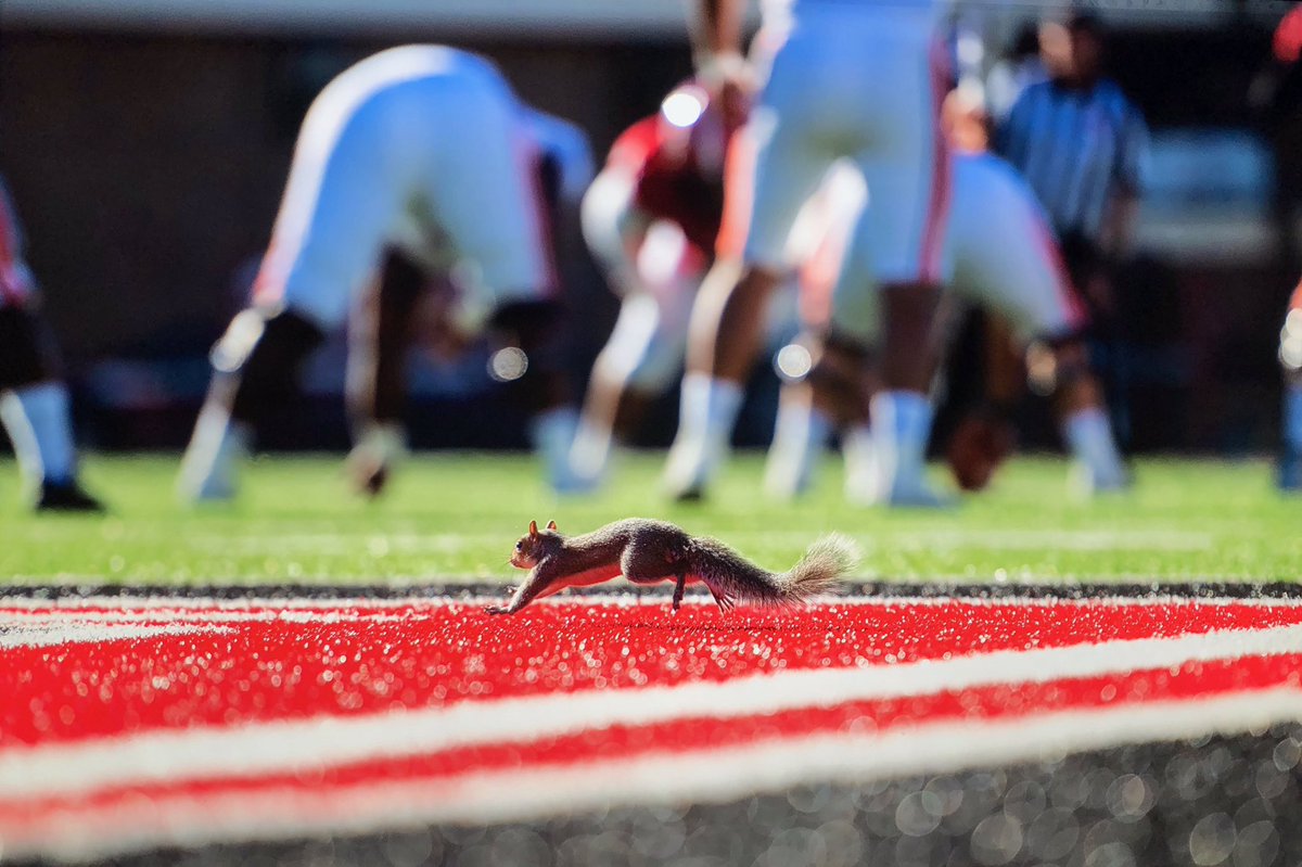 Fear the... Squirrel? 
#RallySquirrel #FearTheBeak