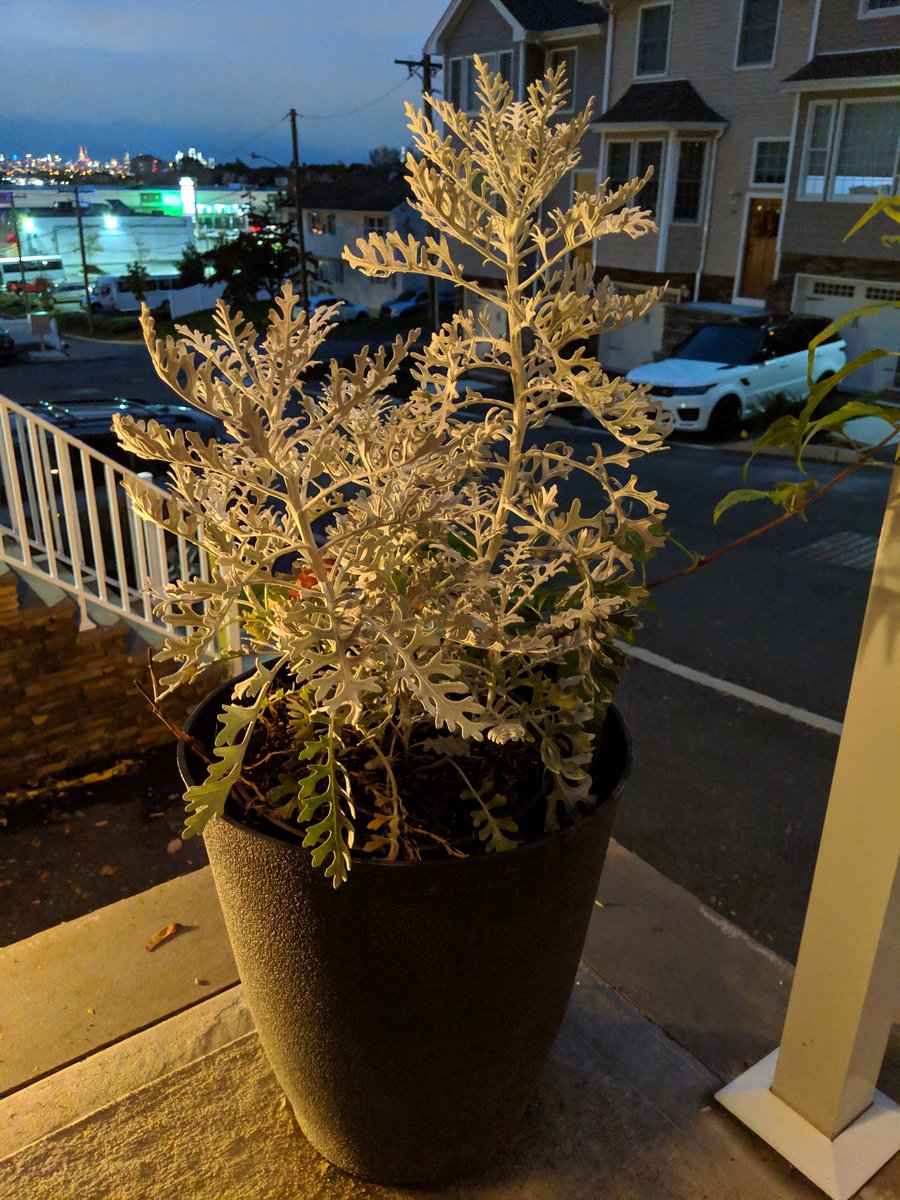 MKBHD's tweet image. Another use for Pixel camera's night mode: Turning meh photos with average lighting into super sharp, detailed, well-exposed shots 👀