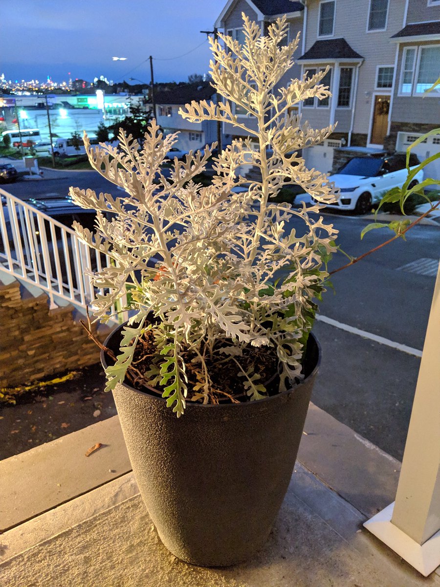 MKBHD's tweet image. Another use for Pixel camera's night mode: Turning meh photos with average lighting into super sharp, detailed, well-exposed shots 👀