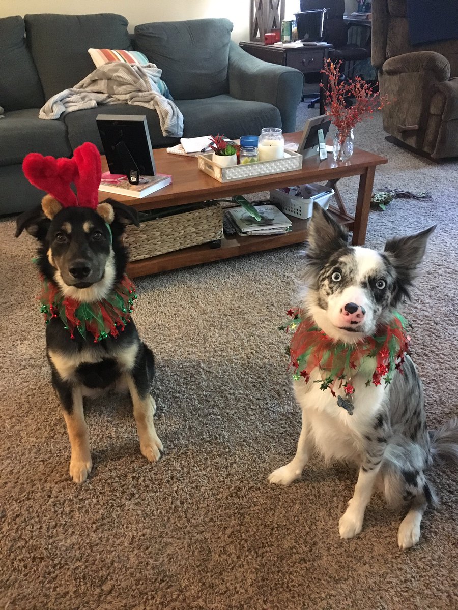 ecwoodham's tweet photo. Goose and Poppy are ready for the holiday season... a little early. https://t.co/JWV3yFeCvT